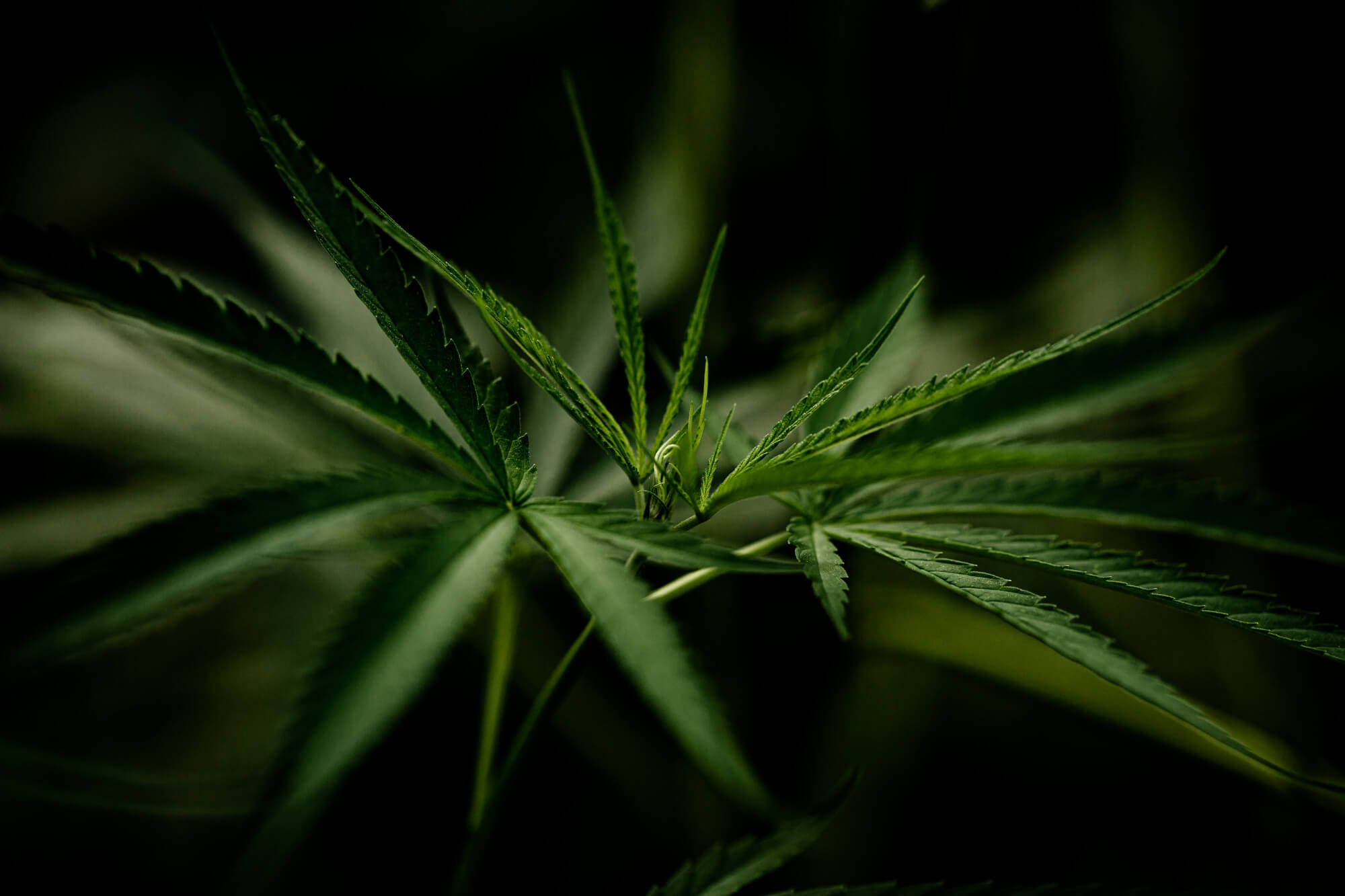 Green Leaf